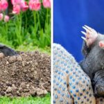 Stop Ground Moles & Voles From Invading Your Garden Naturally