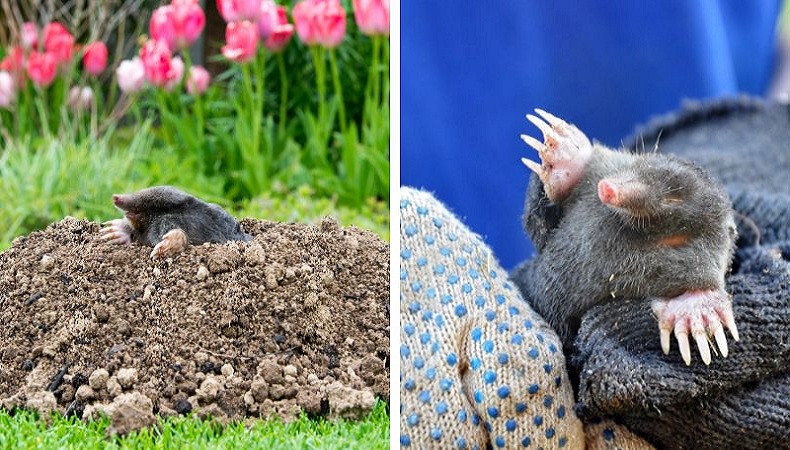 Stop Ground Moles & Voles From Invading Your Garden Naturally