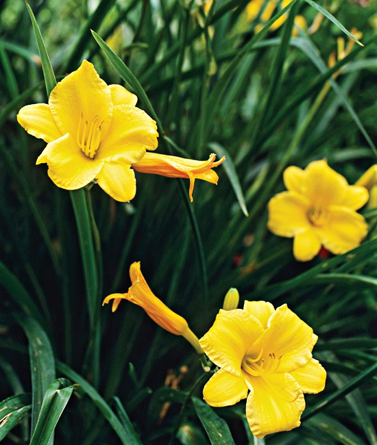 Summer Daylily Care 101 - What to Do with Daylilies once they Bloom