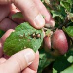 The 3 Best Natural Ways To Keep Pests Out Of Your Garden