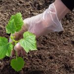 The Best Way To Replant Cucumbers In The Summer For A Big Fall Crop