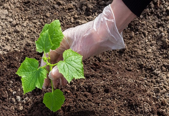 The Best Way To Replant Cucumbers In The Summer For A Big Fall Crop