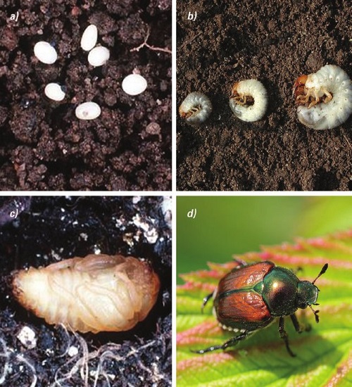 The Life Cycle of Japanese Beetles