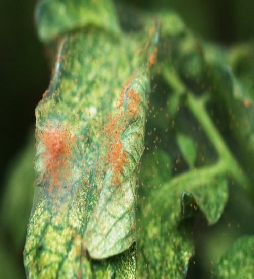 The spider mites