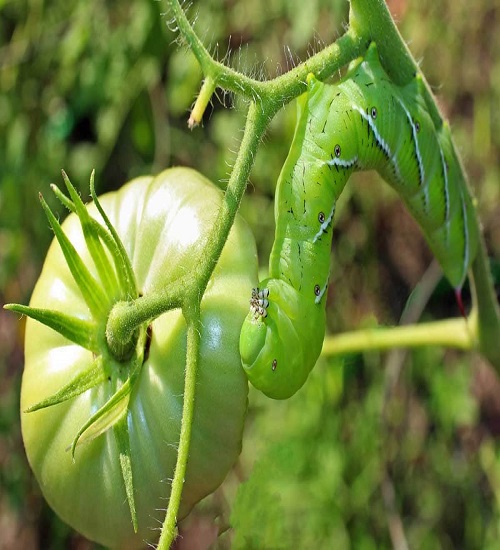 Tomato Hornworm