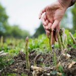 https://lifeknowhow.net/top-18-perennial-vegetables-you-can-grow-once-and-harvest-forever