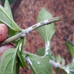 Top Tips for Getting Rid of Mealybugs