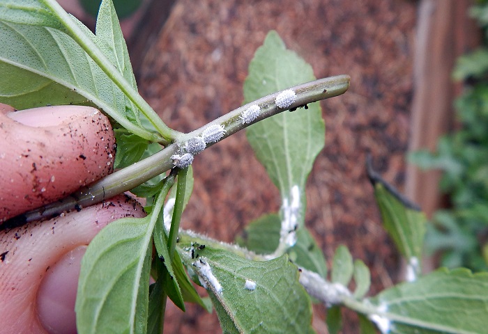 Top Tips for Getting Rid of Mealybugs