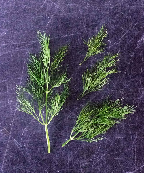 Use Fresh Dill Springs