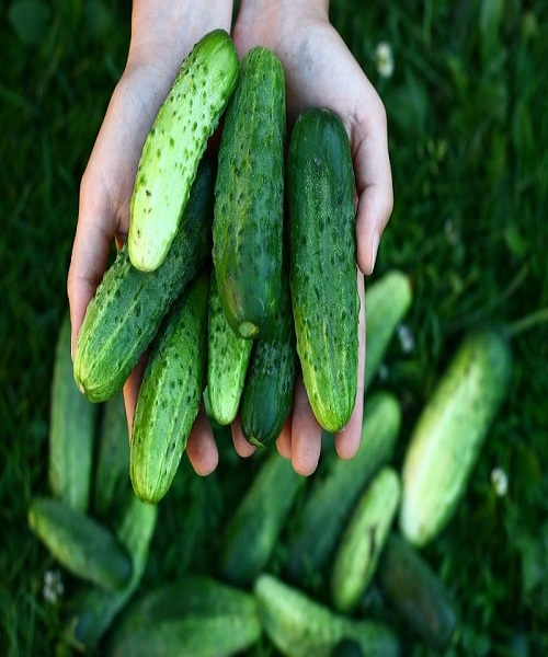 Use Freshly Picked Cucumbers