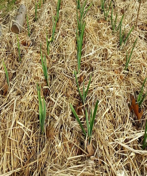 Use Mulch to Control Weeds & Protect Your Garlic Plants During Winter