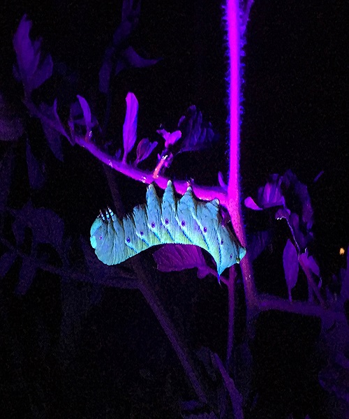 Using a Flashlight with a Black Light