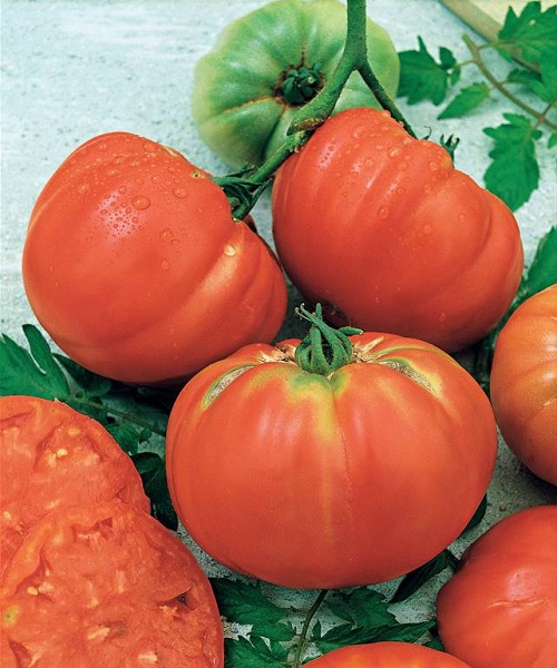 What Tomatoes Should You Use