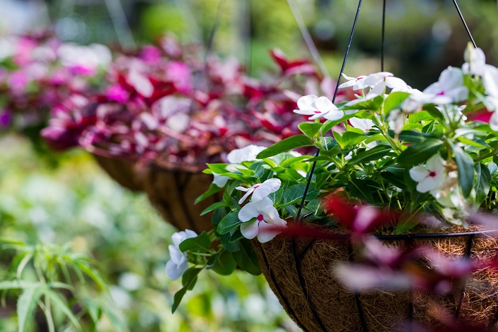 What You Need to Know About Hanging Baskets - 6 Tips for Stunning Blooms!