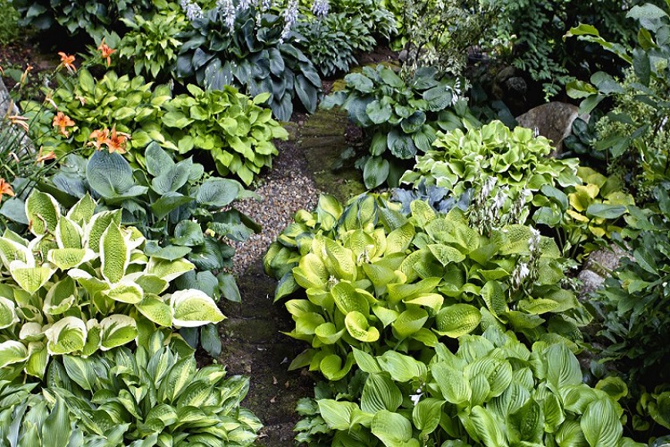 What You Need to Know About Keeping Your Hostas in Top Shape All Summer!