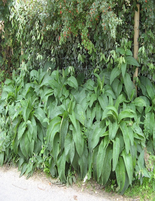 Why Plant Comfrey