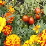 Why You Should Grow Marigolds with Your Tomato Plants