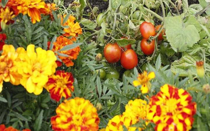 Why You Should Grow Marigolds with Your Tomato Plants