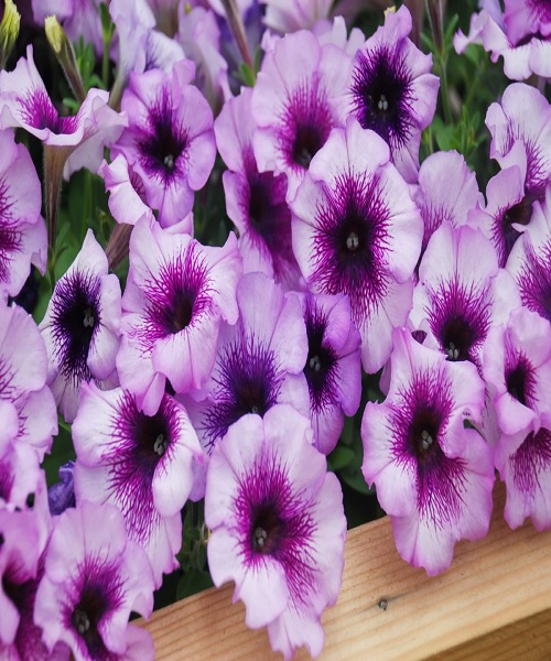 annual-flowers-blooming-petunias