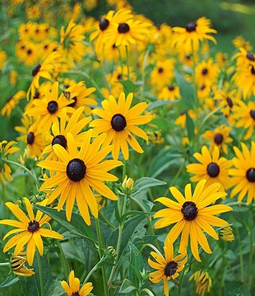 black-eyed susans