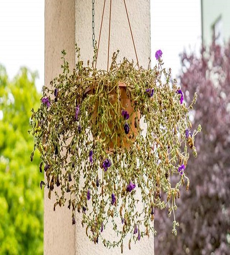 dead hanging basket