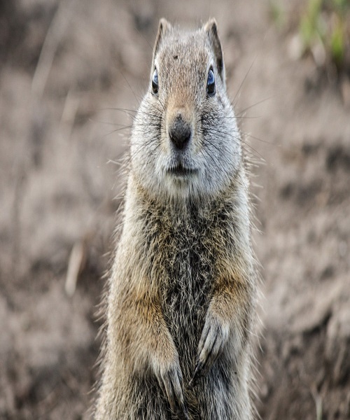 gophers 