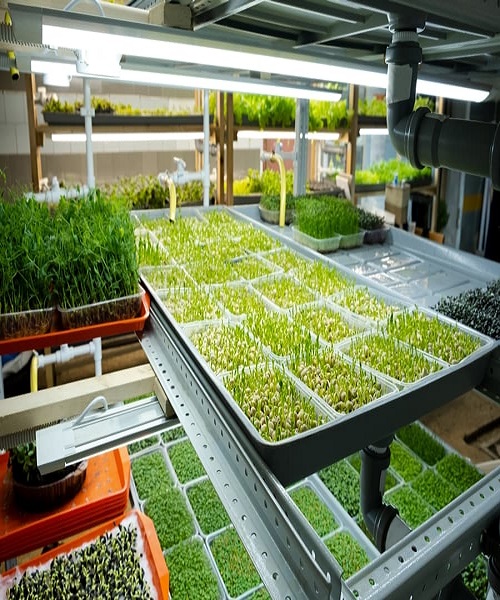 growing microgreens