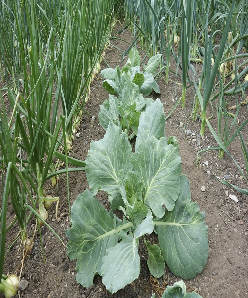 grown near cabbage