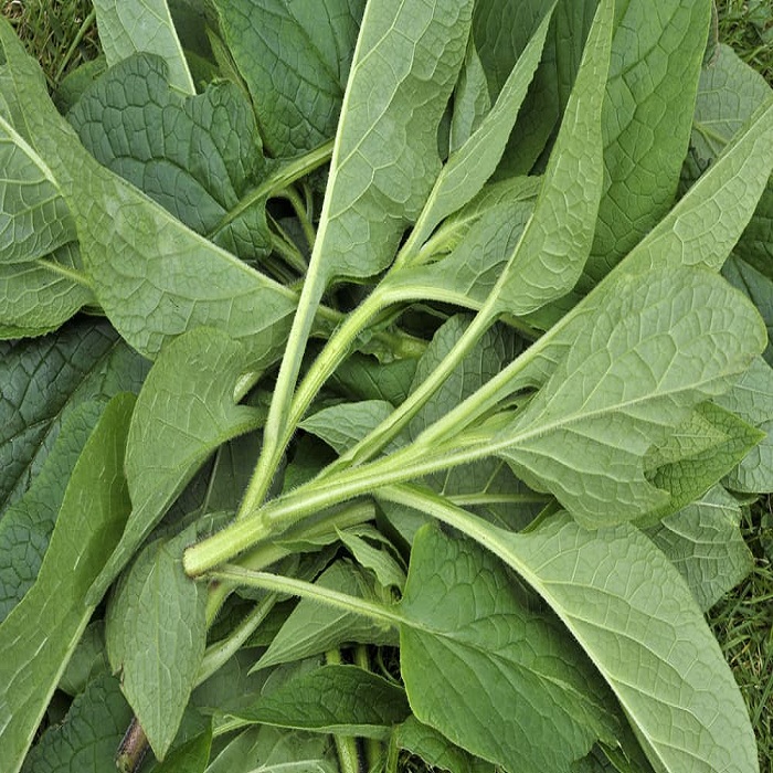 harvesting-comfrey-leaves