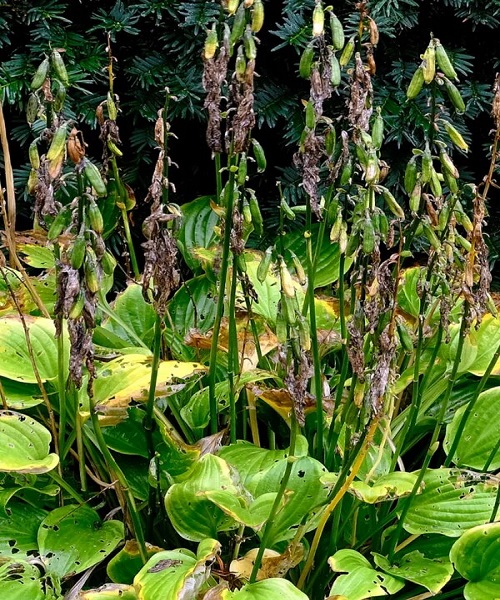 hosta-plant-after-blooming