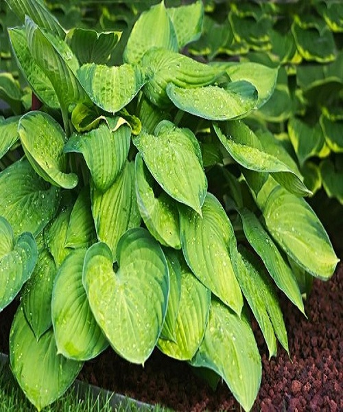 hosta plant