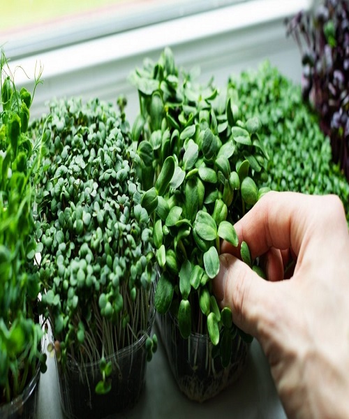 microgreens