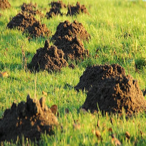 mole damage