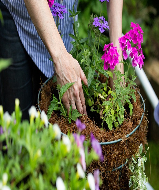 plant-hanging-baskets