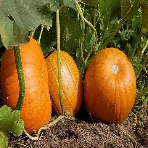 pumpkin plants