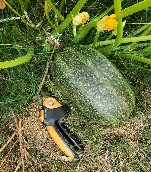 pumpkin-zucchini