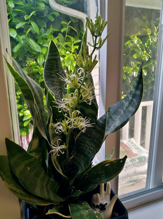 snake plant blooming flowers