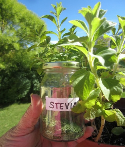 Stevia