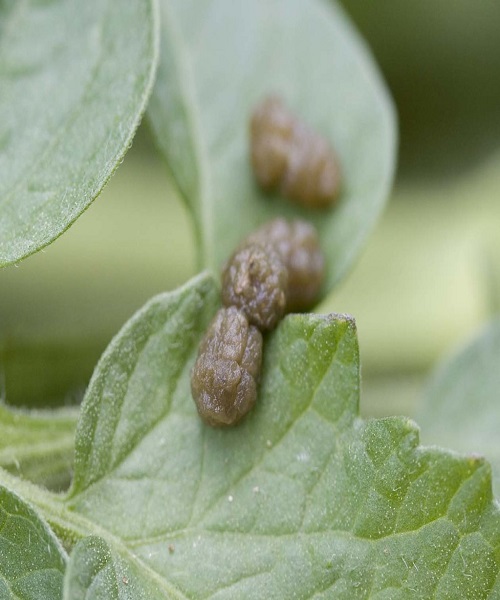 the manure or droppings that hornworms