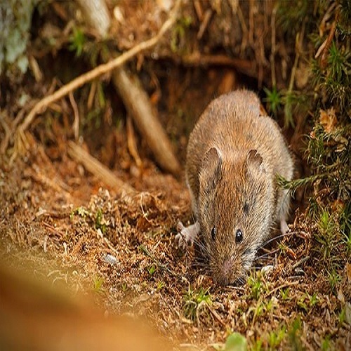 voles damage