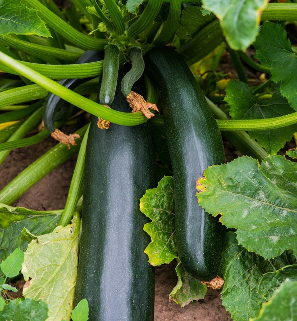 zucchini-black-beauty