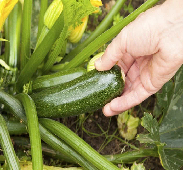 zucchini harvest time