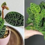 11 Common Problems With Jewel Orchids & Their Remedies