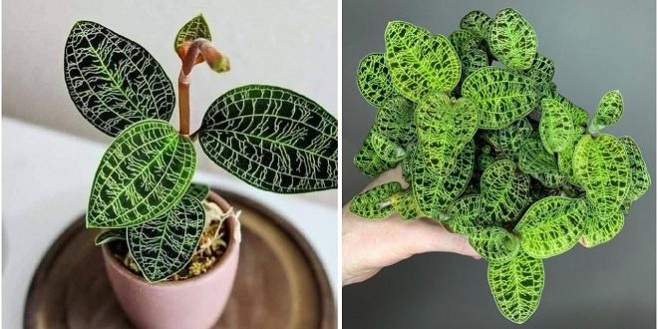 11 Common Problems With Jewel Orchids & Their Remedies