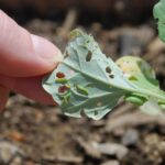 5 Fall Garden Pest Control Steps for Healthy Crops Next Year