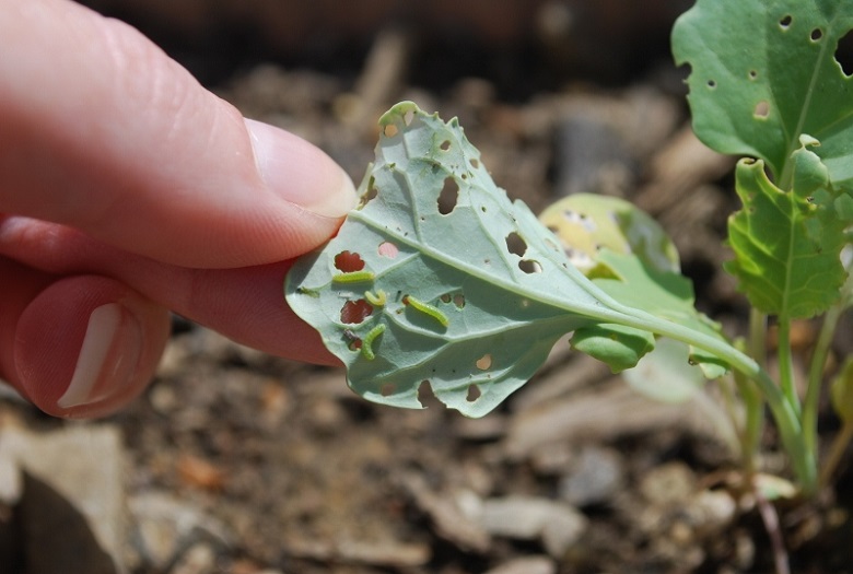 5 Fall Garden Pest Control Steps for Healthy Crops Next Year