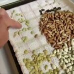 5 Reasons Why Seeds Should Be Soaked Before Planting & How it Works