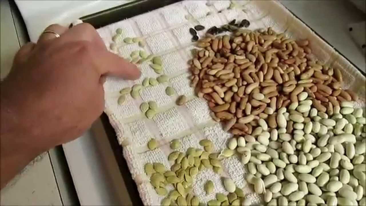 5 Reasons Why Seeds Should Be Soaked Before Planting & How it Works