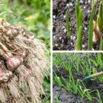 8 Secrets for Maximizing Your Garlic Crop