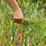 A Guide to Harvesting & Cooking Garlic Scapes, One of the Most Intriguing Vegetables